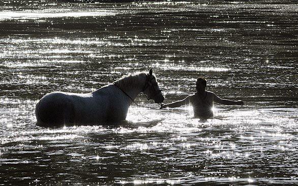 A man and his horse wade in the Tisza river in Nagykoerue, Hungary.