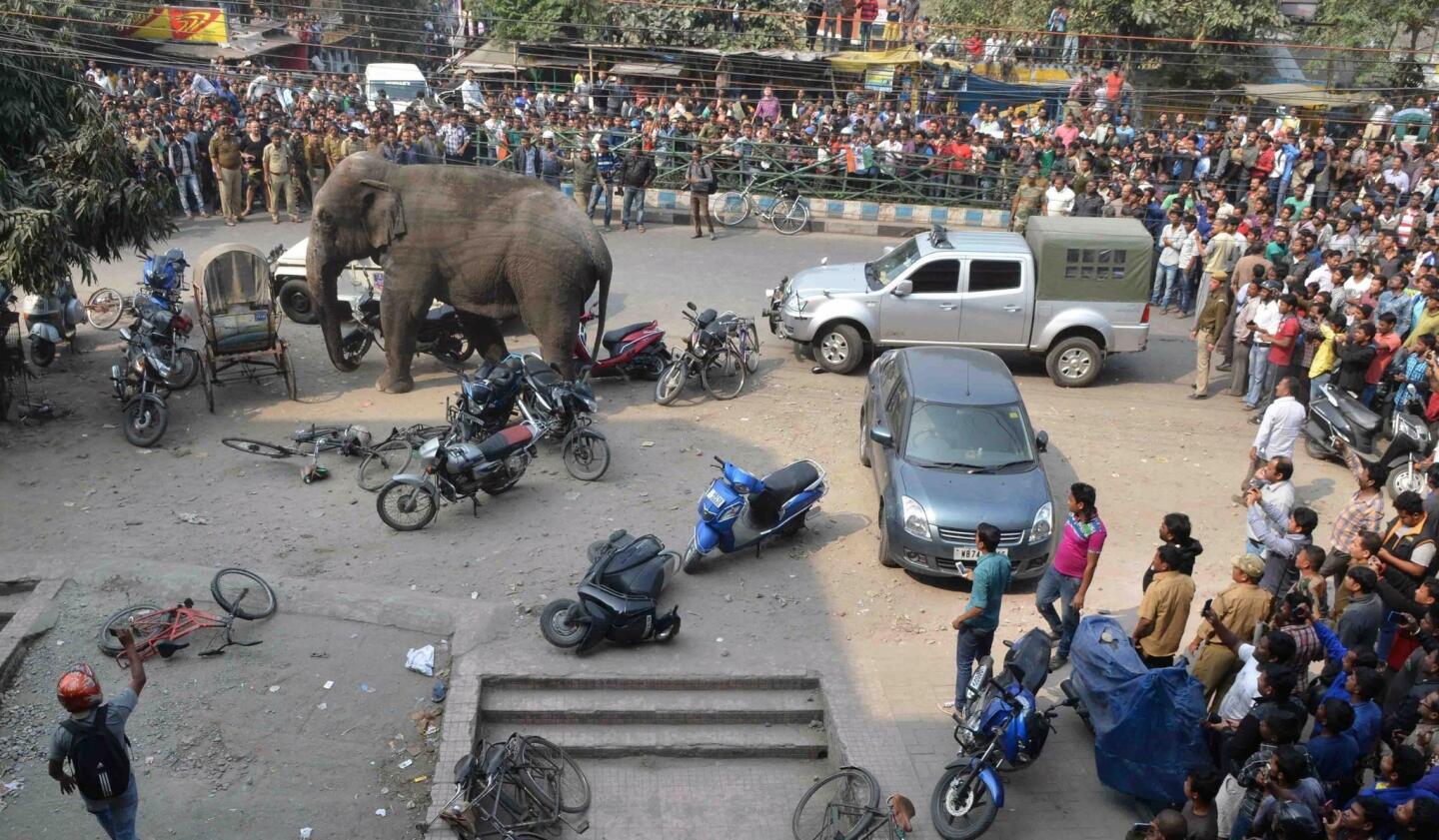 Indian bystanders watch a wild elephant walk through a busy street in Siliguri on Feb. 10, 2016.