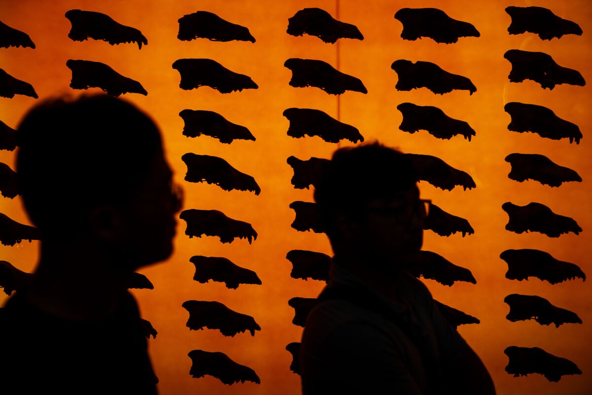 In silhouette, visitors walk past a display of dire wolf skulls at the George C. Page Museum at the La Brea Tar Pits.