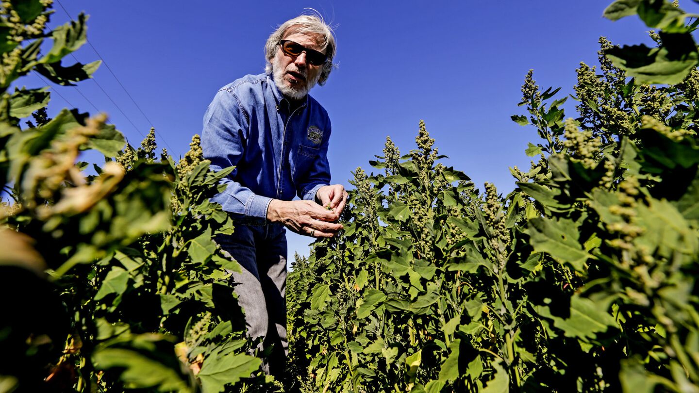 Farming quinoa in California