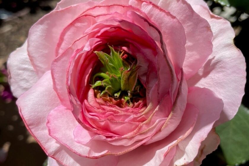 Phyllody is a bloom deformity we sometimes see in our rose garden when we have fluctuating weather conditions.