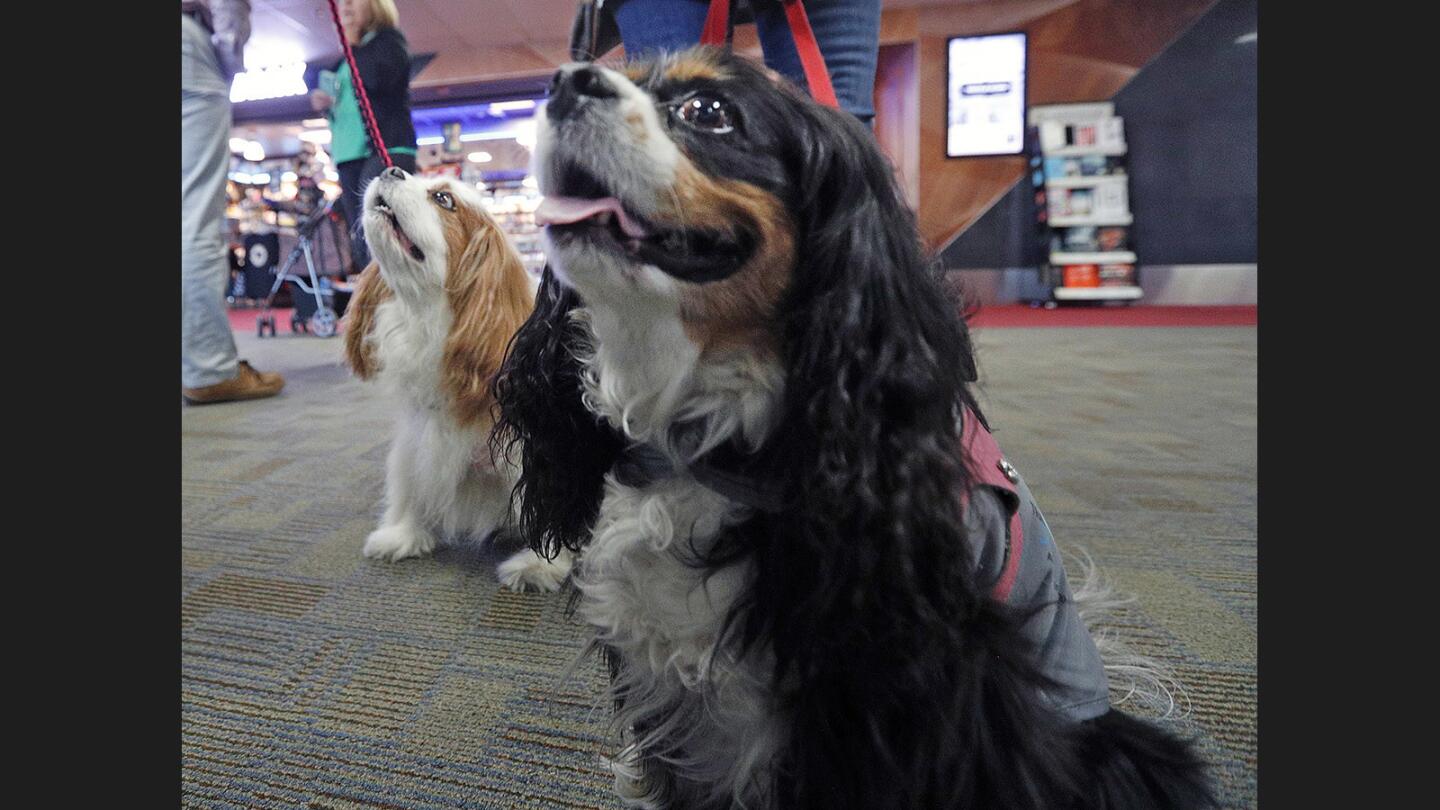 Photo Gallery: Traveler's Tails program at Hollywood Burbank Airport