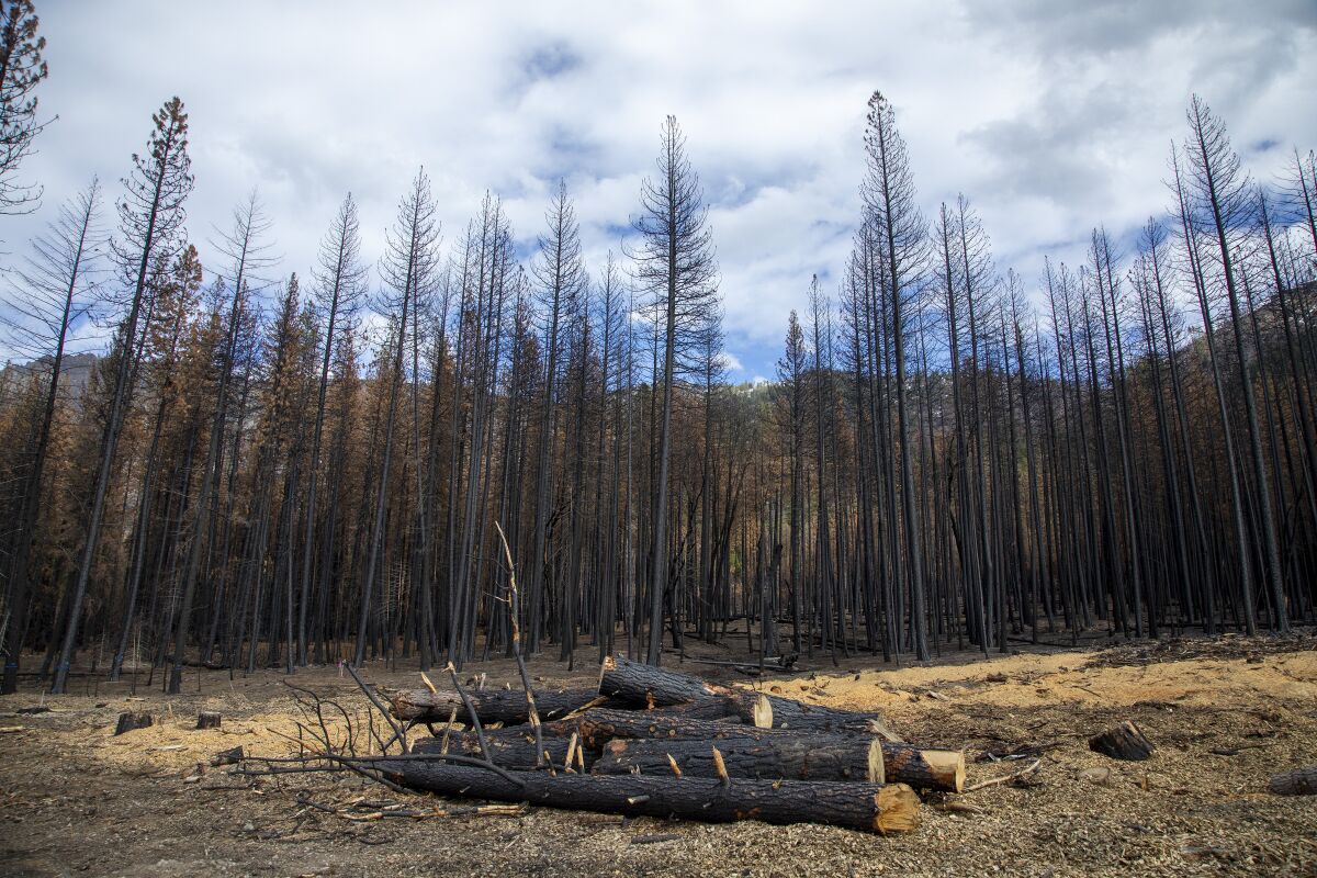 Logs on the ground in a burned forest.