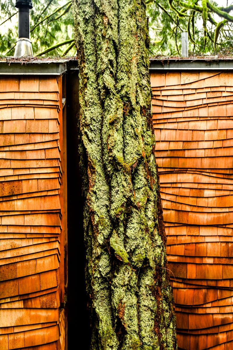 A closeup of wood shingles, with a mossy tree trunk in front. 