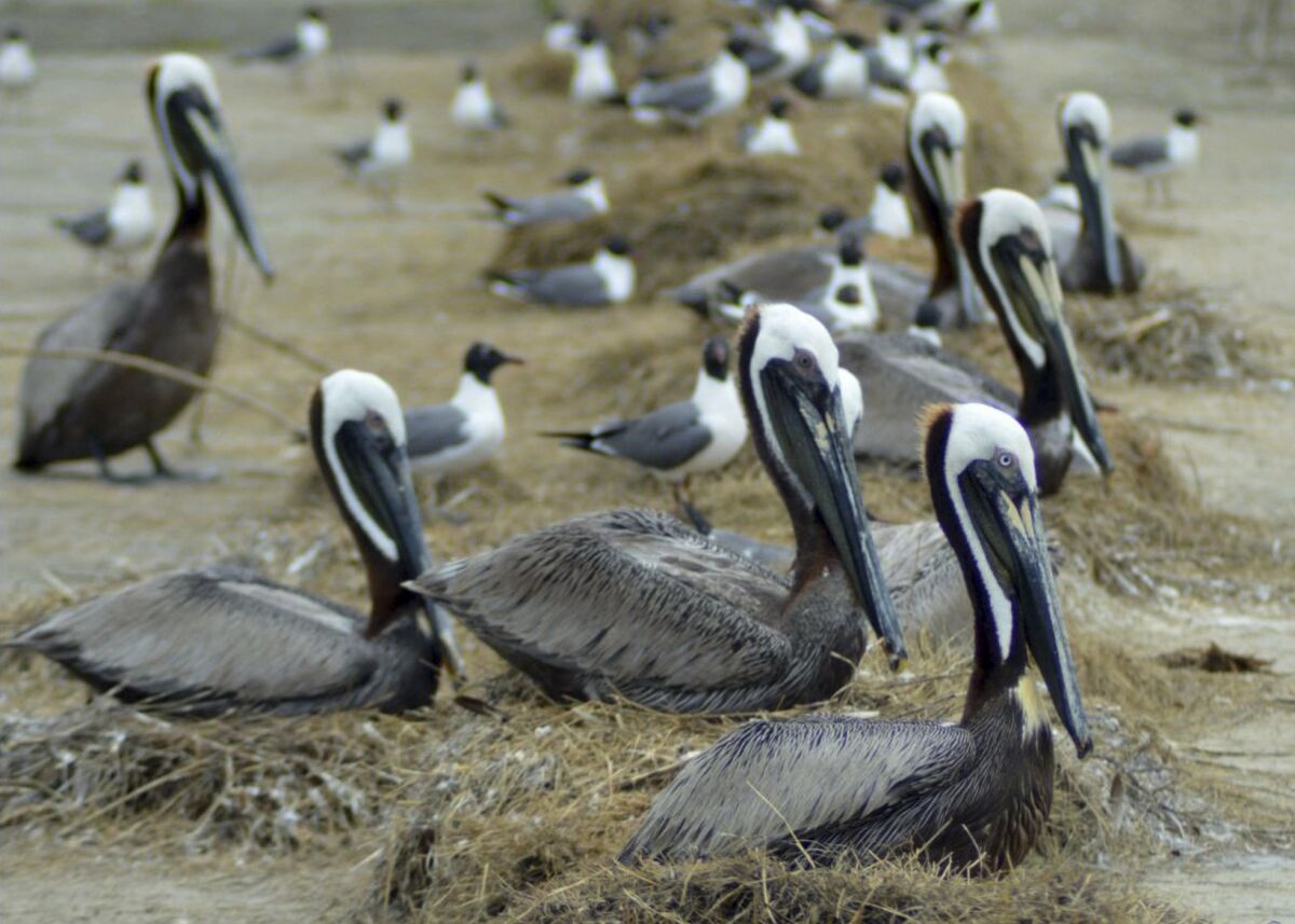In this image provided by the Louisiana Coastal Protection and Restoration Authority, brown pelicans nest among laughing gulls on Rabbit Island in southwest Louisiana. Restoration of a southwest Louisiana island is proving wildly popular with the birds it was rebuilt for, according to the Louisiana Coastal Protection and Restoration Authority. (Louisiana Coastal Protection and Restoration Authority via AP)