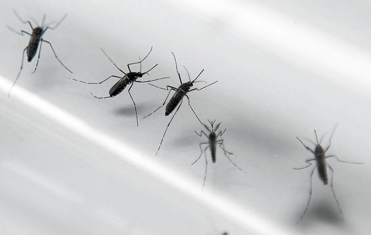 Aedes aegypti mosquitoes transmit Zika virus, which is linked to birth defects.