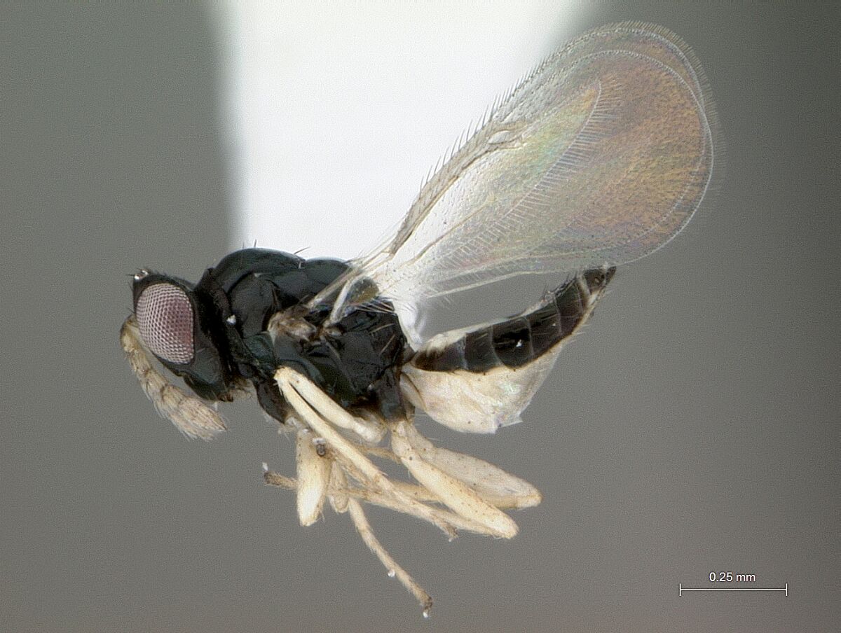 A female Tamarixia radiata parasitoid wasp