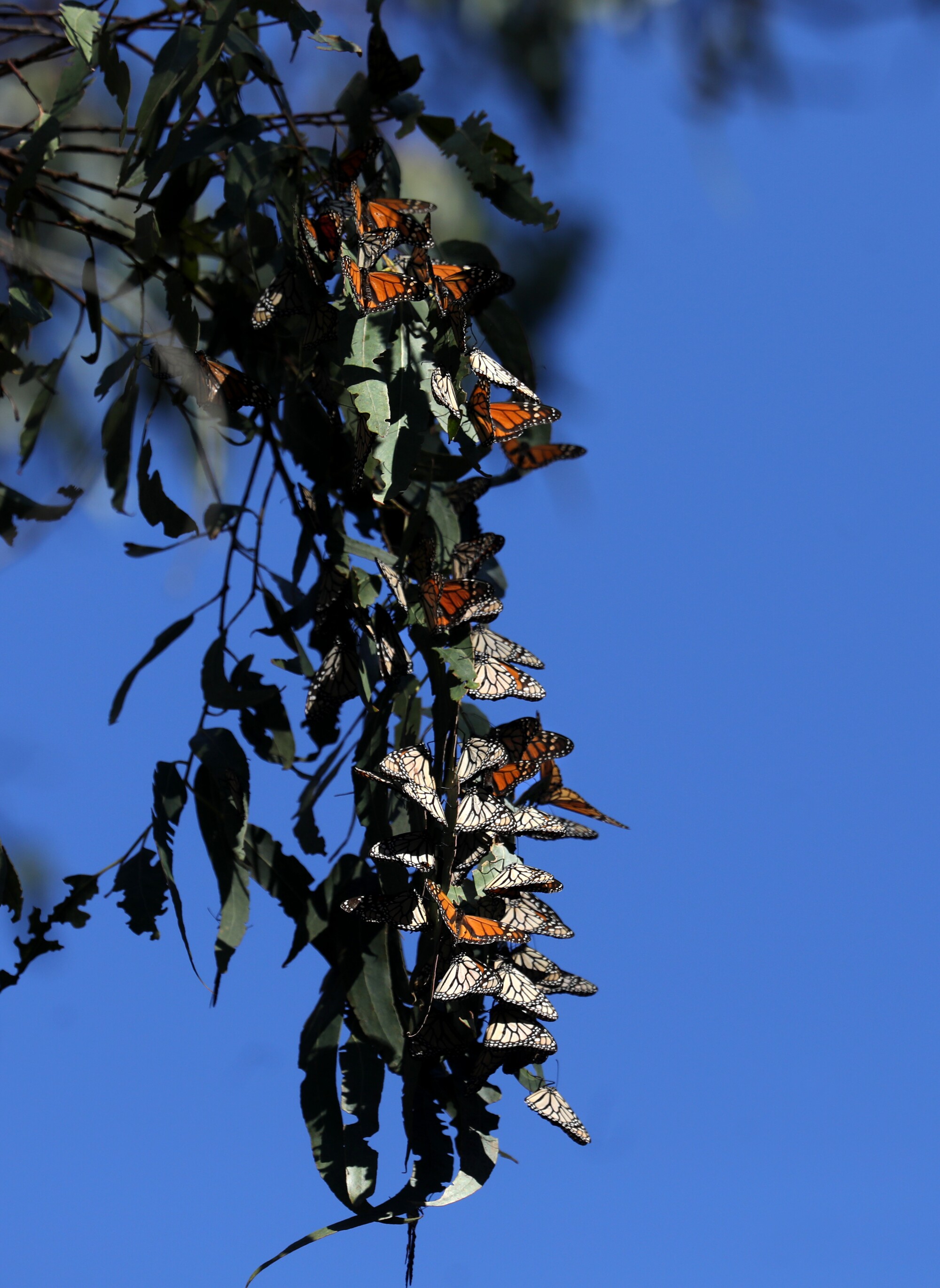 Monarchs cluster on a blue gum eucalyptus while they wait for the sun and warmer temperature to warm their wings.