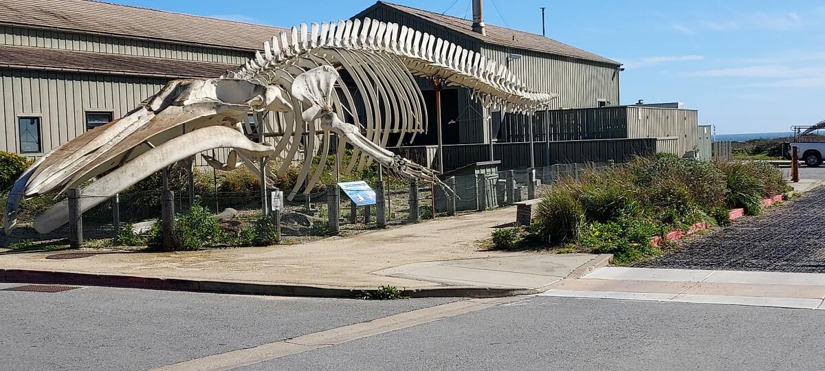 A massive blue whale skeleton on display at the Joseph M. Long Marine Laboratory in Santa Cruz.