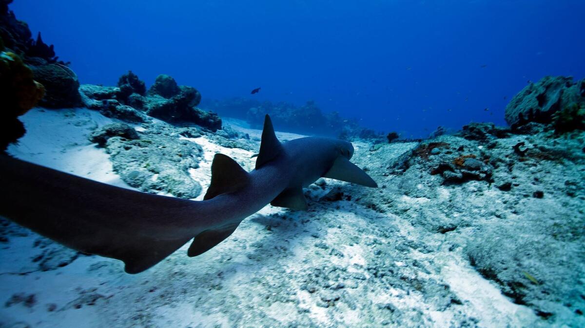 A five-foot nurse shark glides along the ocean floor in Cozumel, Mexico. Nurse sharks are a typically inshore bottom-dwelling species. They hide under ledges during the day and leave their shelter at night to feed on the seabed in shallower areas.