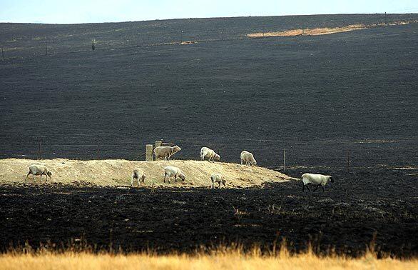 Deadly wildfires in Australia