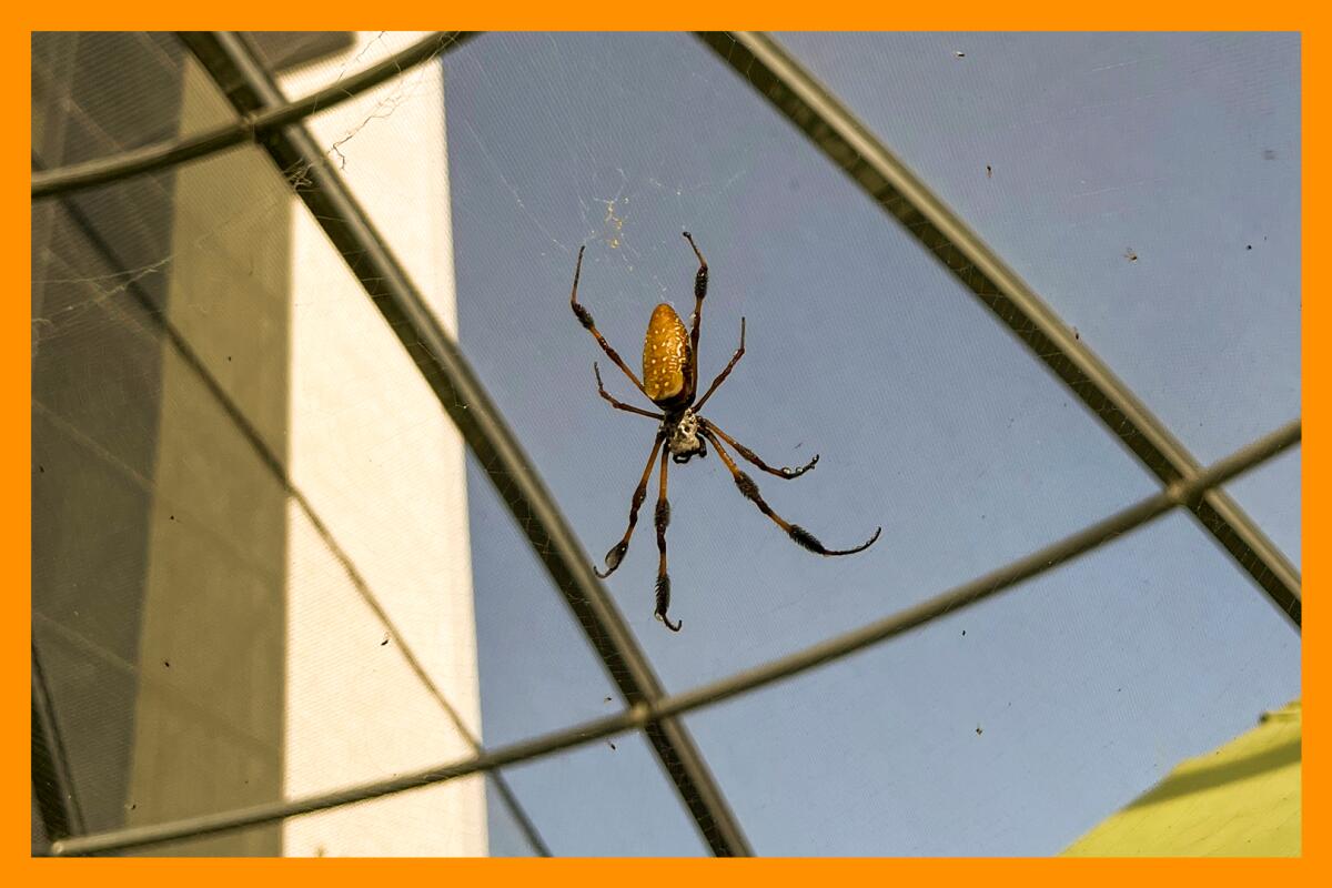 How to camp on the Channel Islands - Los Angeles Times