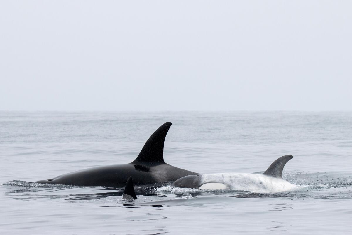 Rare white orca spotted among pod of 7 whales off Santa Monica Bay Rare white orca spotted among pod of 7 whales off Santa Monica Bay
