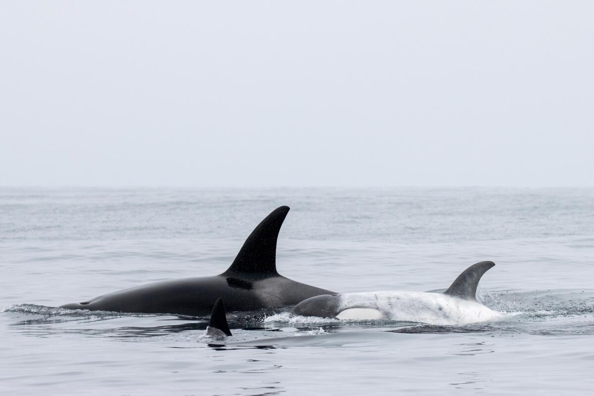 A black orca and white one swim next to each other
