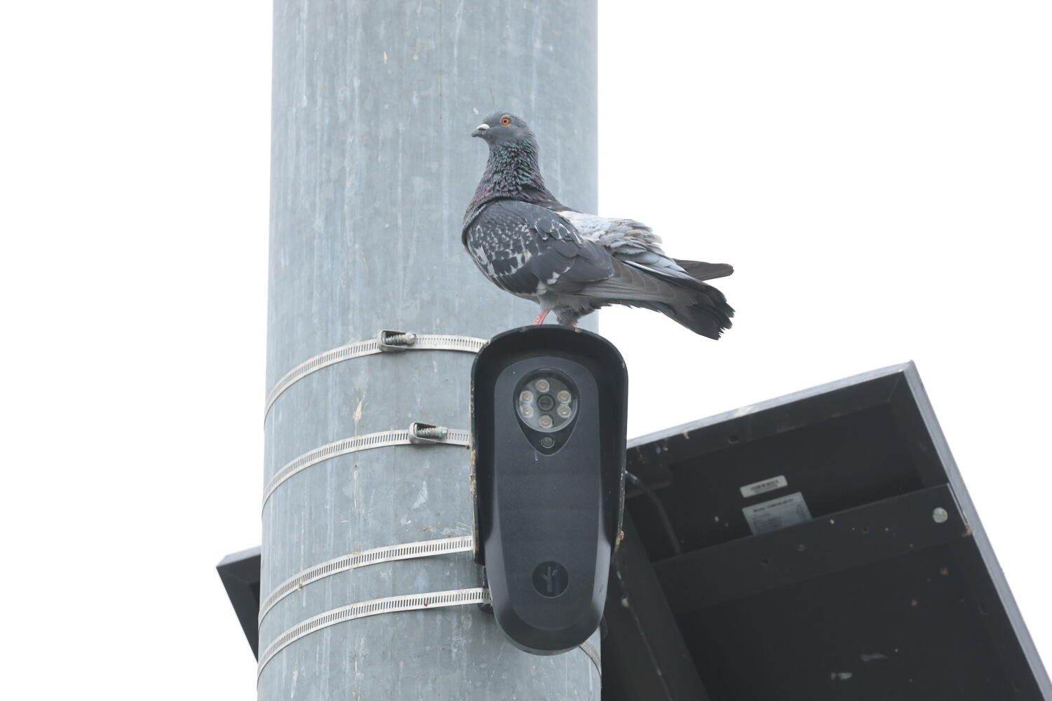 Amid Flock backlash, LAPD moves forward with license plate readers from another company