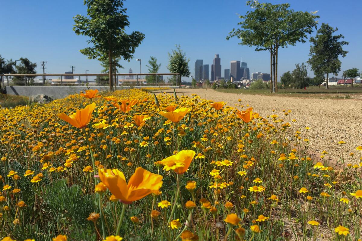 California poppies bloom near the center of Los Angeles State Historic Park.