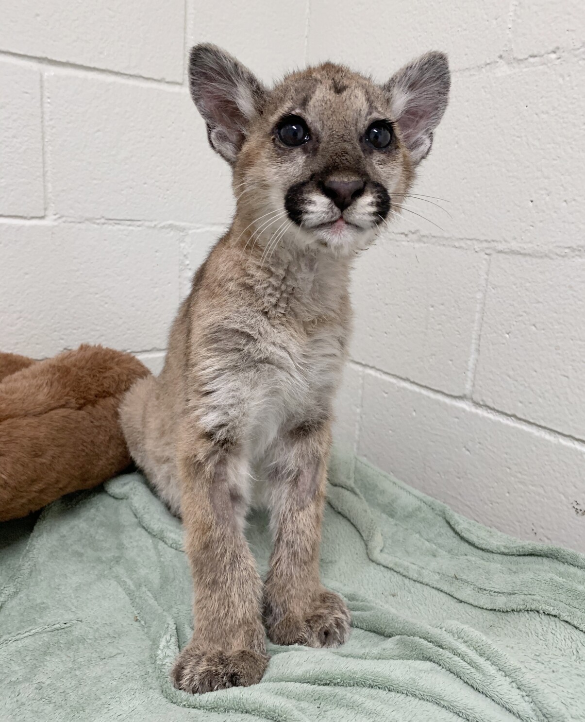 mountain lion cub mountain lion cub