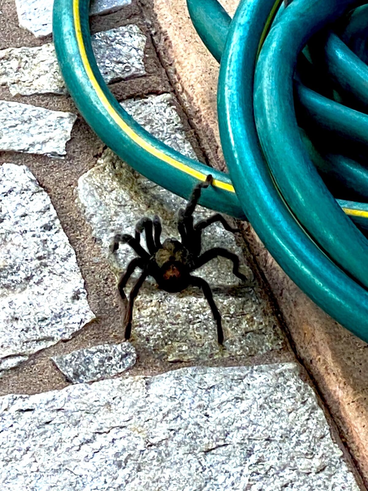 Jim Staylor sent a photo of a tarantula sighting in Parkside Arbolitos. The tarantula seems to be guarding the garden hose. 