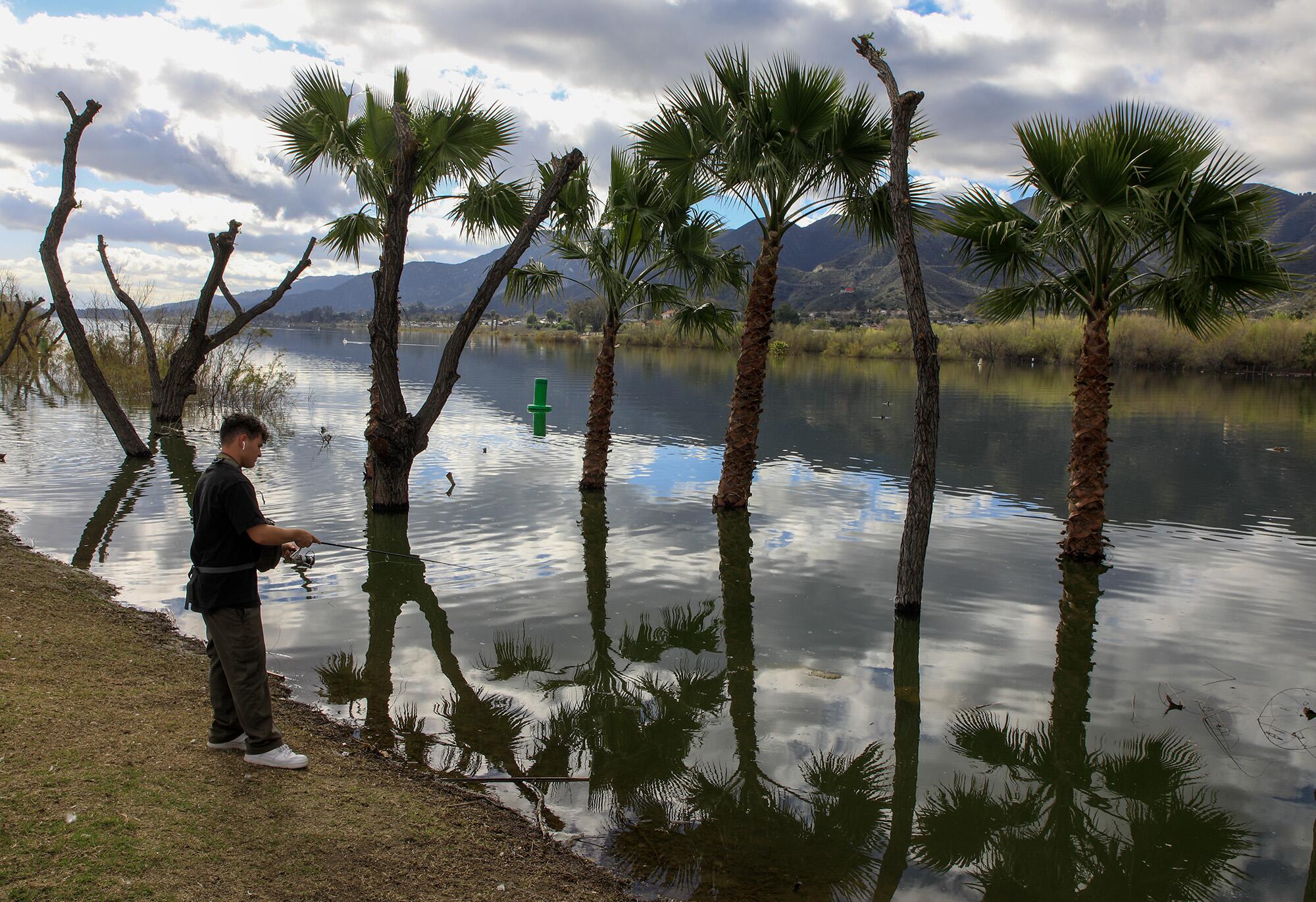 The palm trees at the Elsinore West Marina at Lake Elsinore are now under water.