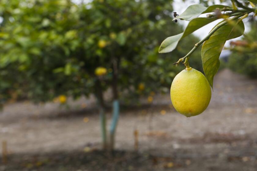 Citrus trees grow a field in Ventura. The Casitas Municipal Water District, in Ventura County, reported a 26% increase in water use in May.