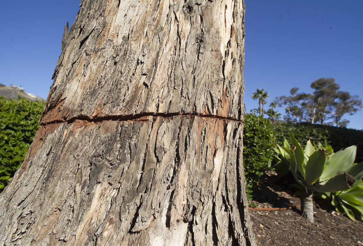 One-inch cuts were made to eucalyptus trees next to a walkway at the Montage hotel.