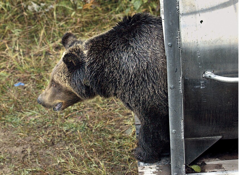 FILE - A female grizzly eyes her new habitat in the Cabinet Mountains of western Montana as she leaves a culvert trap on Oct. 2, 2005. The bear, trapped in the North Fork of the Flathead River drainage, Sept. 30, 2005, was transplanted to the Cabinet-Yaak ecosystem in order to help boost the struggling grizzly bear population. Montana wildlife officials on Tuesday, Dec. 14, 2021, advanced plans that could allow grizzly bear hunting in areas around Glacier and Yellowstone national parks, if states in the U.S. northern Rockies succeed in their attempts to lift federal protections for the animals. (Karen Nichols/The Daily Inter Lake via AP, File)