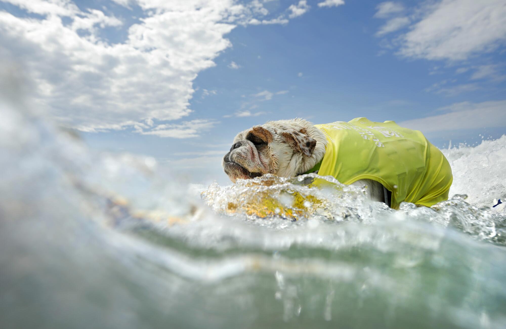 Guinness, an english bulldog, surfs in the large dog division at the Surf Dog Surf-A-Thon.