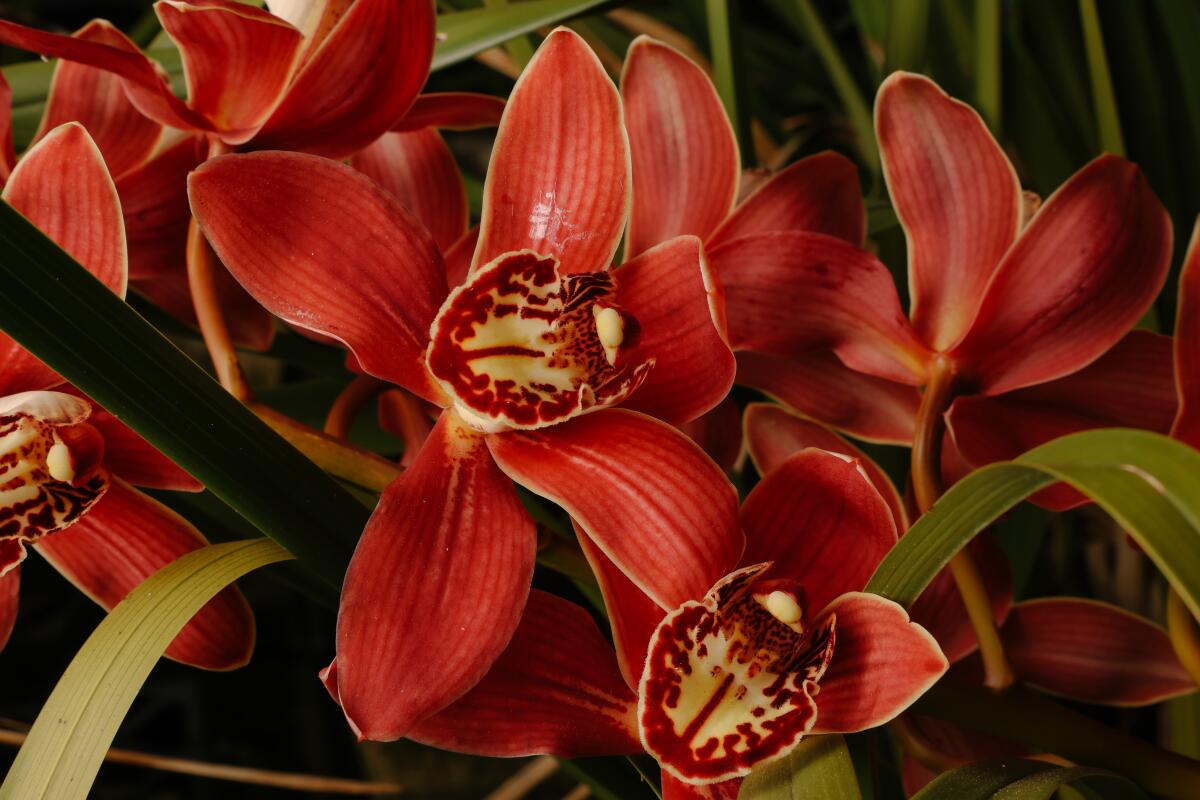 A deep red erythraeum x orchid with a yellow throat.