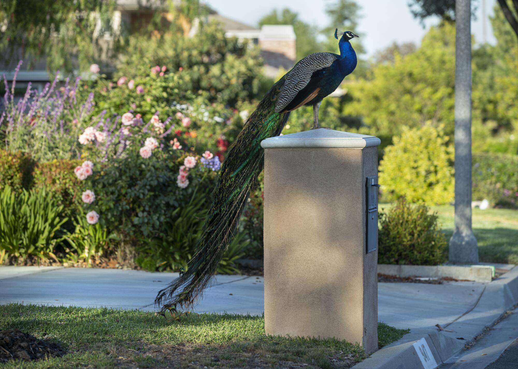 A peacock perches atop a short stone structure, his green and brown tail flowing a few feet down to the ground