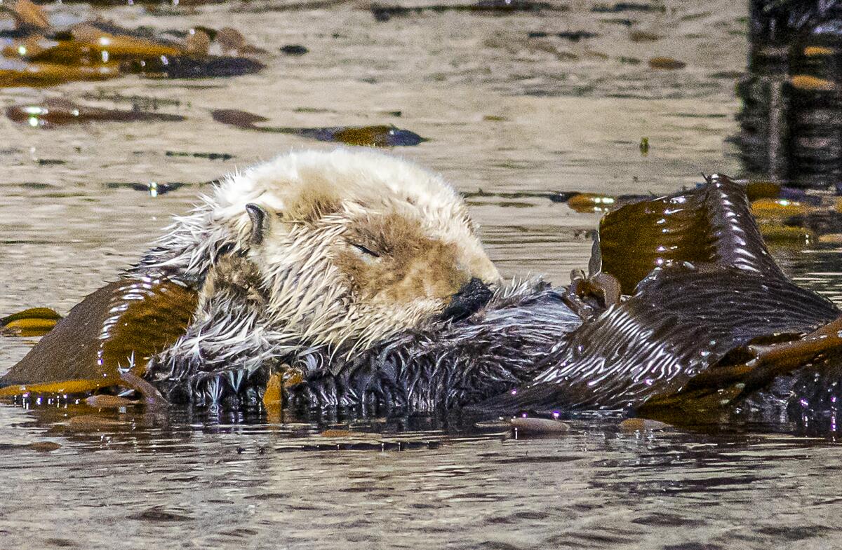 A sea otter snoozes while floating in the kelp in Morro Bay.