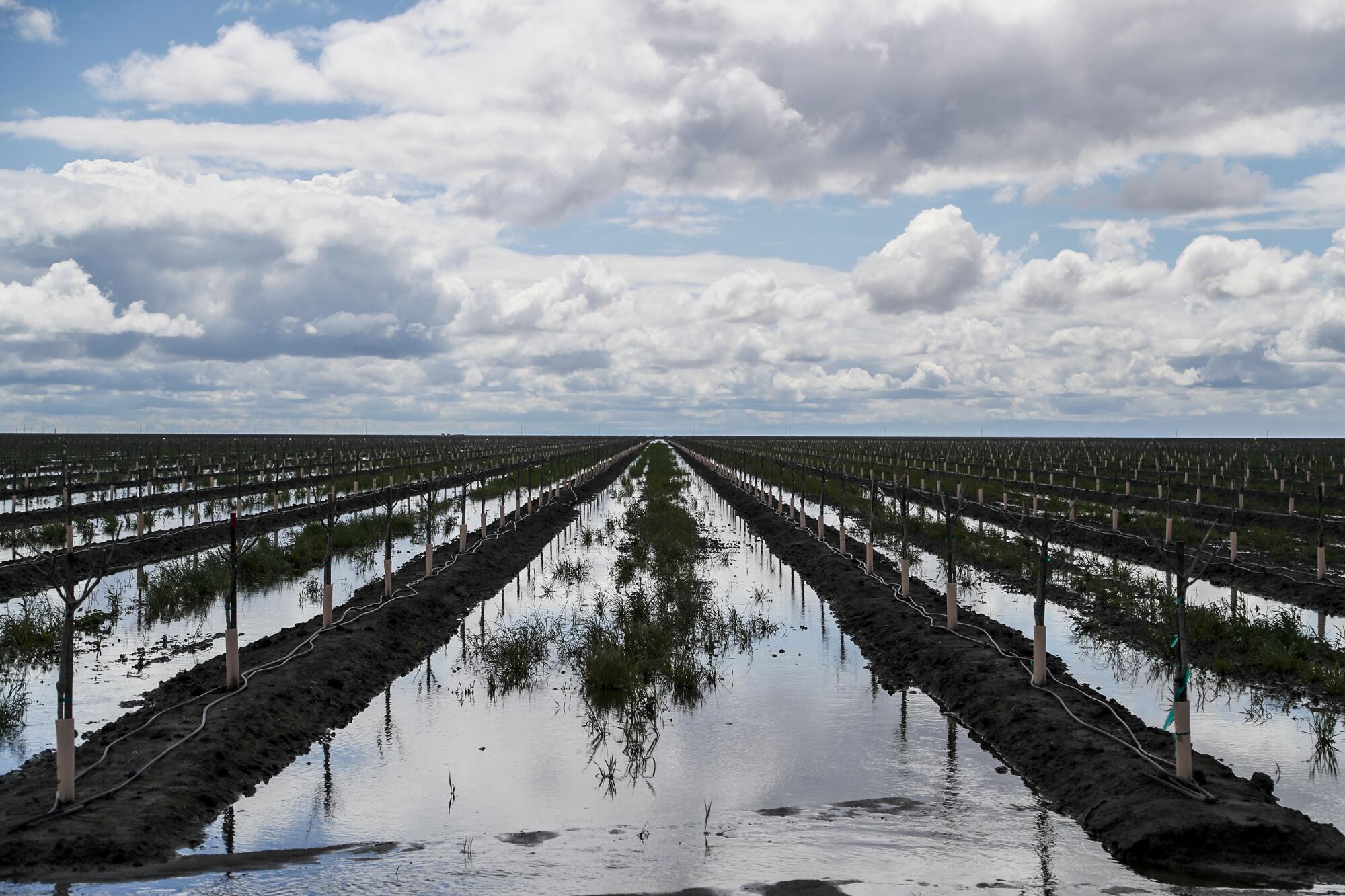 Floodwaters fill an agricultural field.