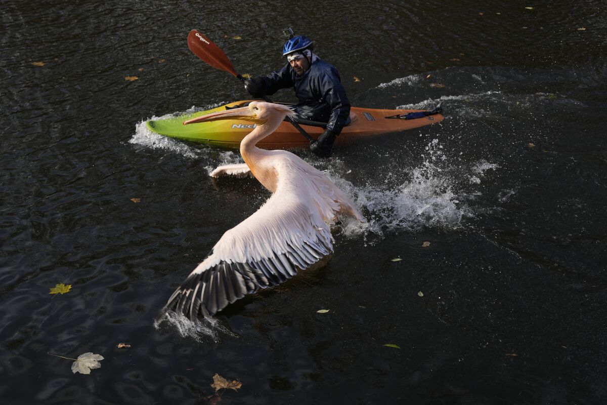 A zoo curator using a kayak tries to catch a pelican in order to move him into its winter enclosure at the zoo in Liberec, Czech Republic, Tuesday, Nov. 16, 2021. (AP Photo/Petr David Josek)