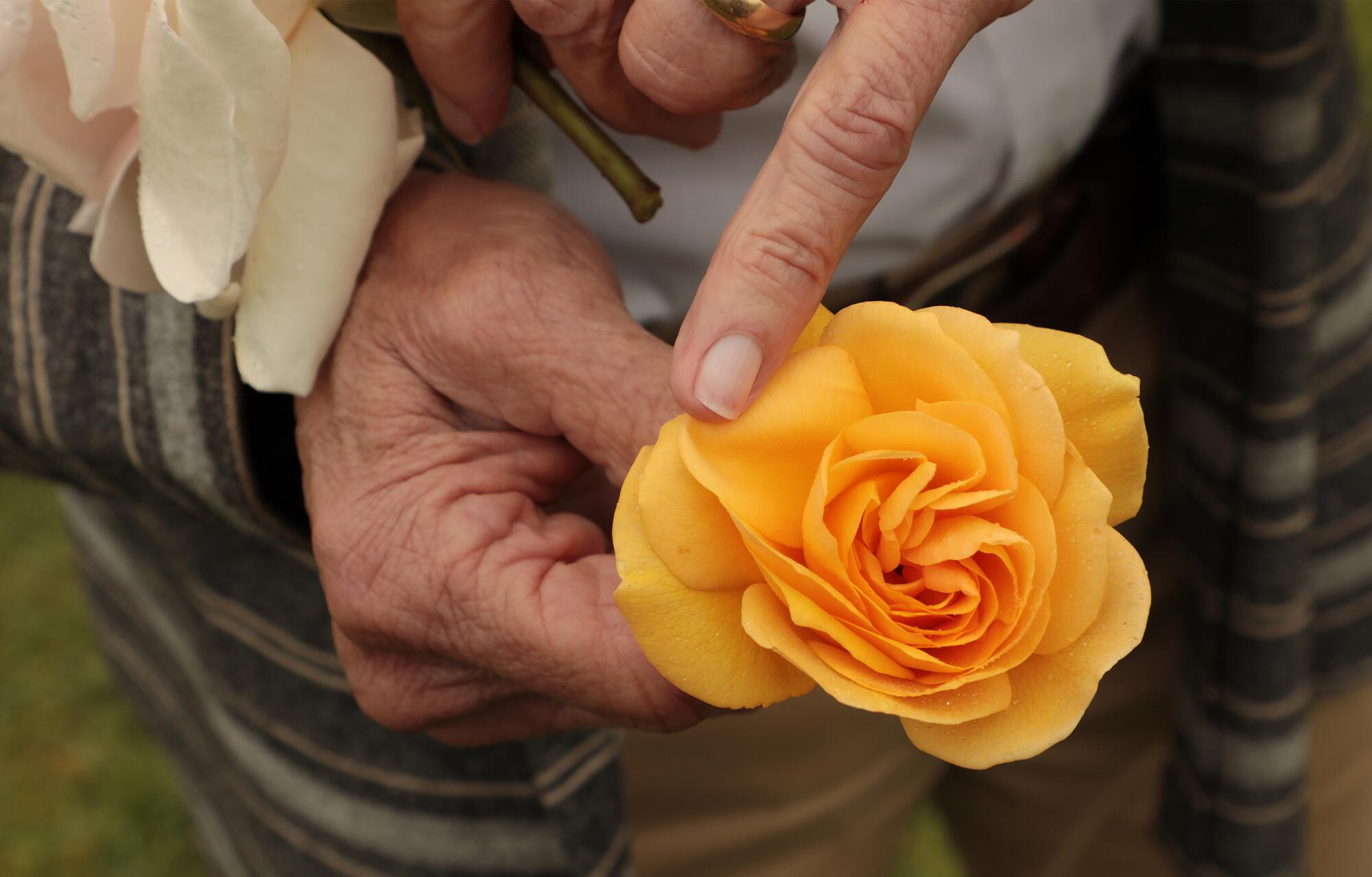 The man's hand is a deep yellow rose called Julie baby.
