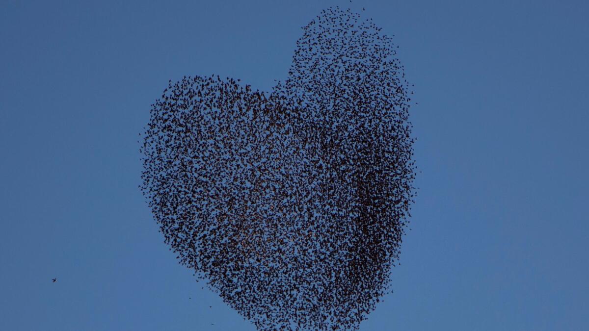 You can hope a murmuration of migrating starlings would form a perfect heart in the sky to impress your valentine on Feb. 14, but don't count on it. Those who want more sure-fire plans should try these five ideas that dispense with flowers and Champagne.