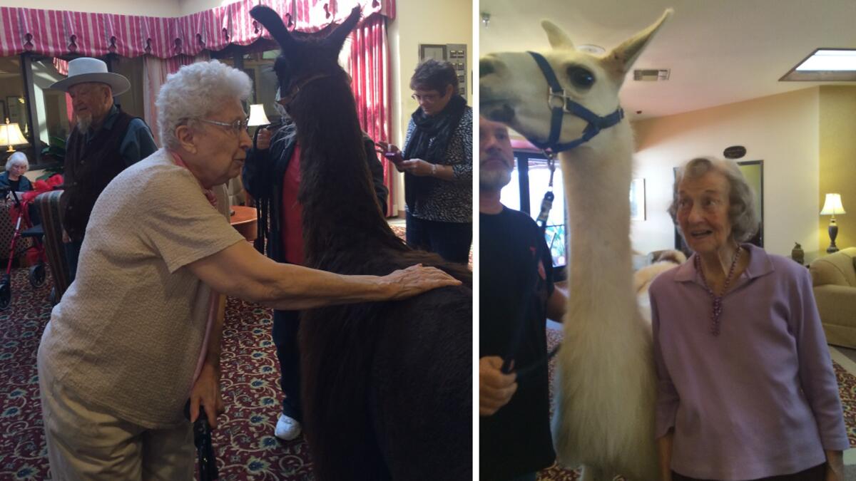 Llamas visit residents of an assisted living facility, GenCare Lifestyle at the Carillons, in Sun City, Ariz., on Thursday. They seemed very calm at first, an employee said.