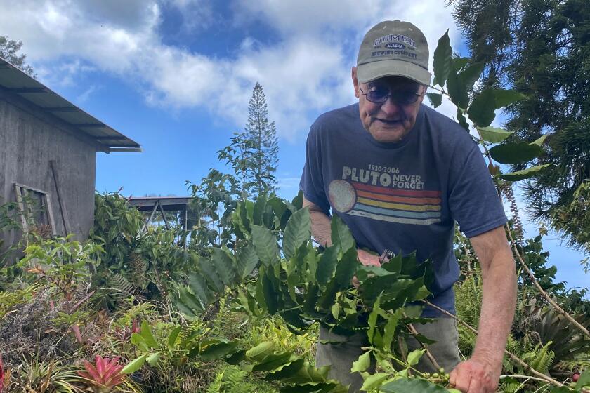 Bob Smith, one of the growers who filed suit accusing companies of counterfeiting Kona coffee, prunes a tree on the farm he owns with his wife on Hawaii's Big Island.