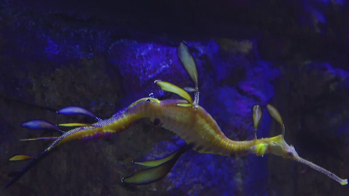 A male seadragon at Birch Aquarium is carrying nearly 100 eggs on its tail.