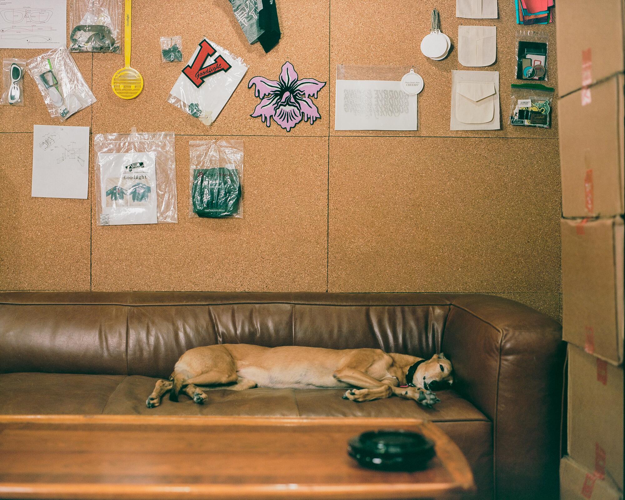 A dog sleeps on a brown leather couch