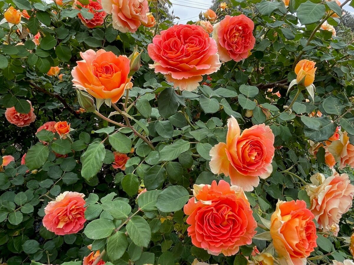 'Brass Band,' a deep peach-colored floribunda rose, blooms heavily.