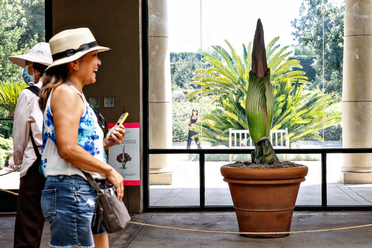 People view the corpse flower at the Huntington gardens on Thursday, Aug. 24, 2023 in San Marino, CA.