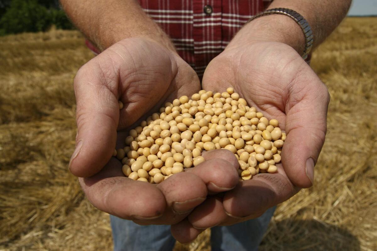 A farmer holds Monsanto's patented Roundup Ready Soy Bean seeds at his family farm in Bunceton, Mo.