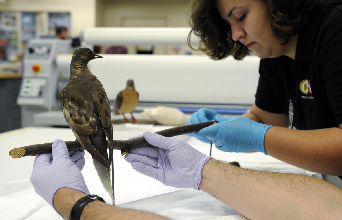 Smithsonian exhibitions expert Megan Dattoria helps to prepare Martha, an extinct passenger pigeon, once the most plentiful bird on the planet, who went extinct in September 1914 when Martha died in public at the Cincinnati zoo, for her exhibit at the Smithsonian's Natural history Museum in Washington.