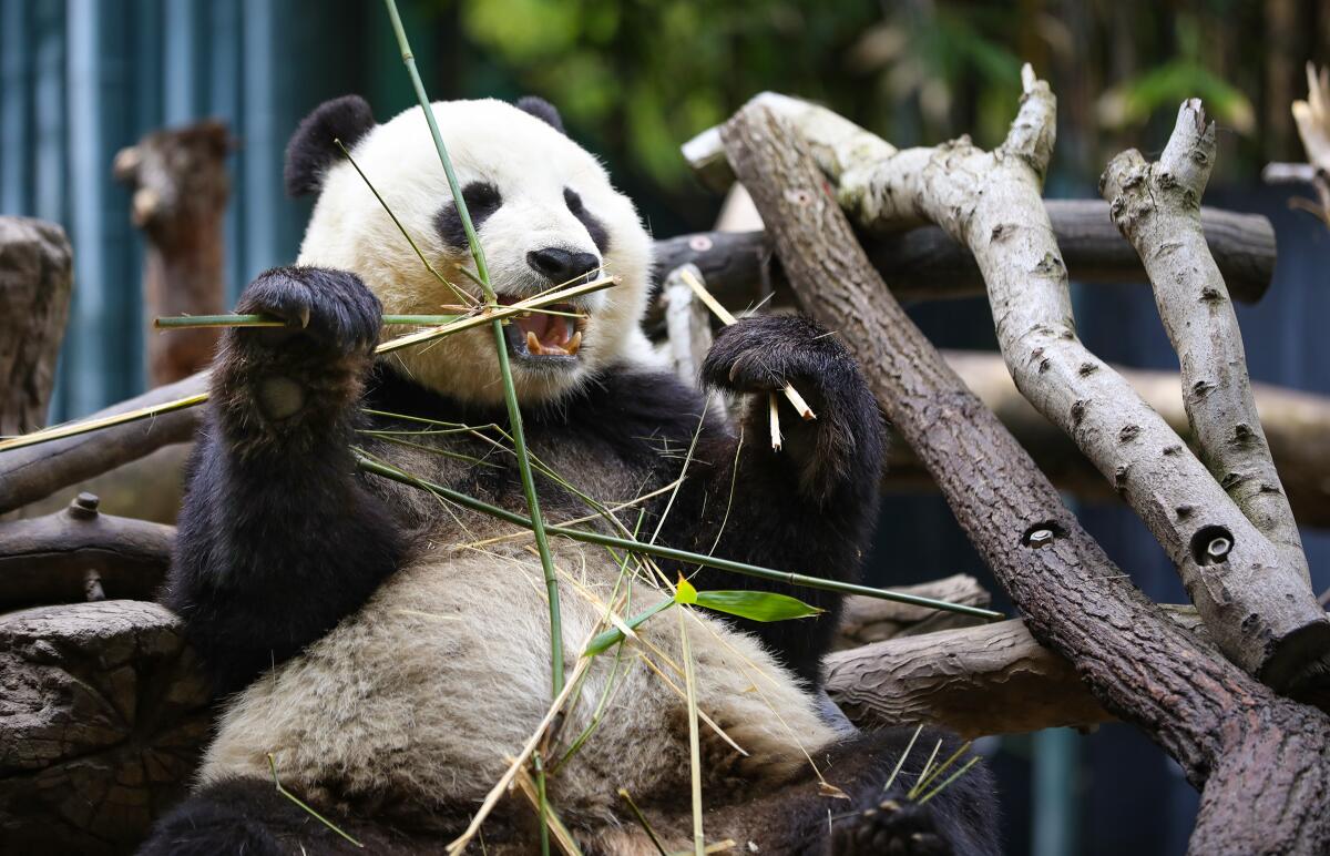 Xiao Liwu, one of the two giant pandas at the San Diego Zoo enjoys breakfast in 2019.