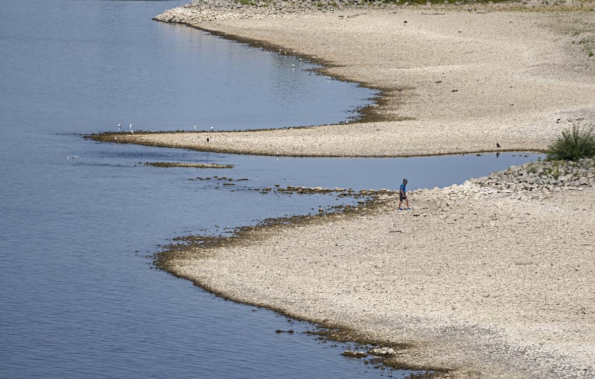 Un hombre camina junto a la ribera reseca del río Rin en Colonia (Alemania)