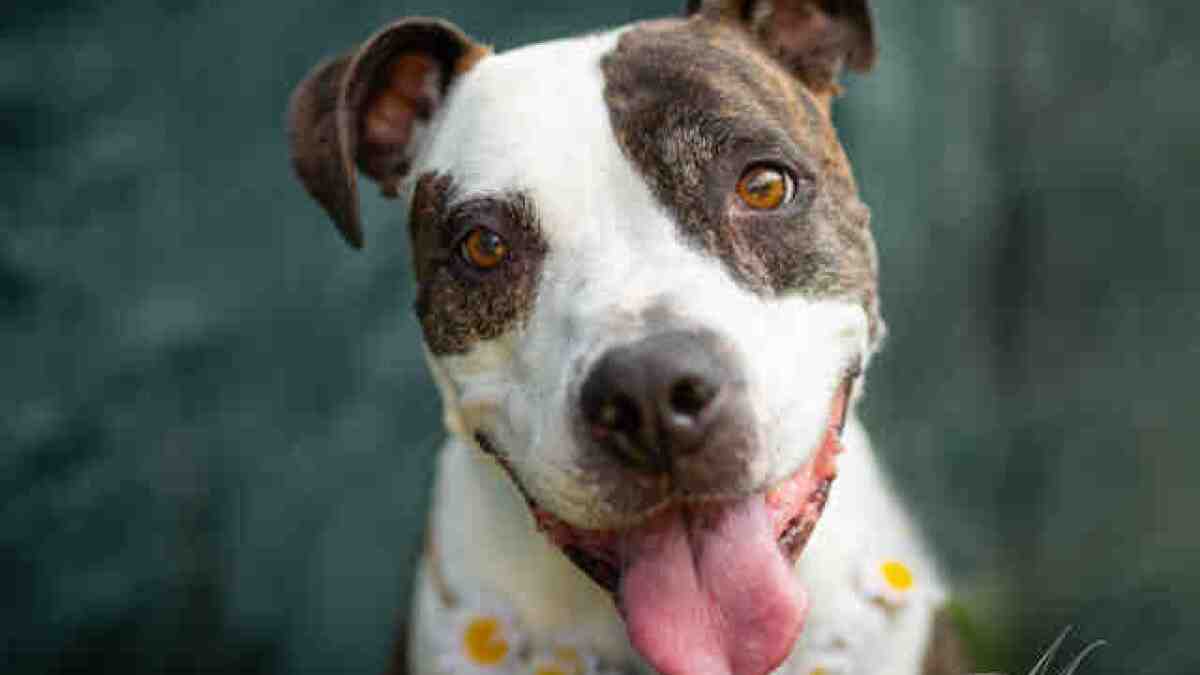 Valentine S Pet Adoption For 14 At County Shelters Through Sunday