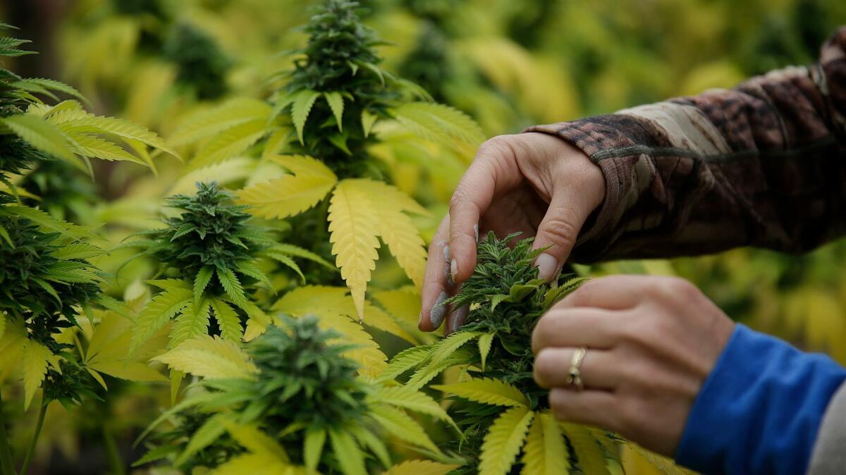 A worker squeezes a bit of oil from a cannabis bud at a small cannabis farm in Humboldt County in 2016. A medical marijuana oil extraction facility has applied to open in Costa Mesa.