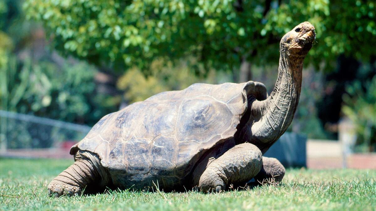 Galápagos tortoise  San Diego Zoo Wildlife Explorers