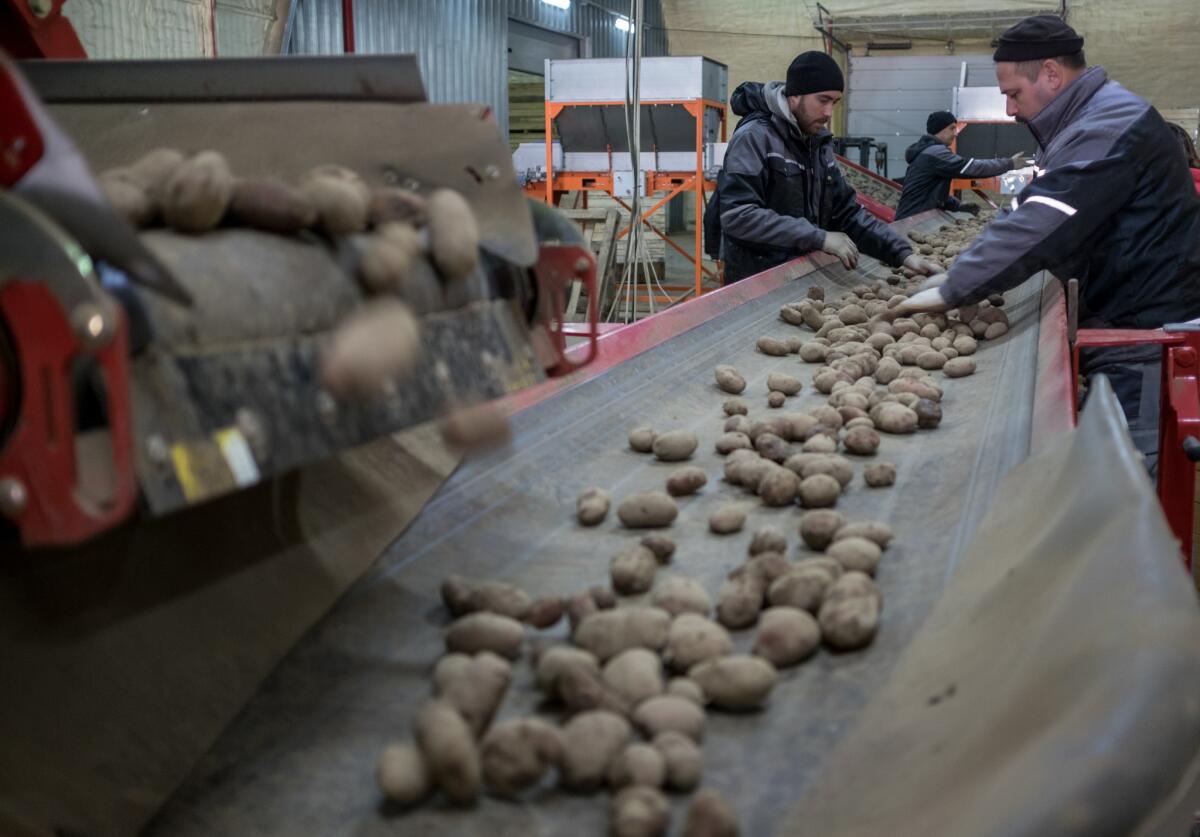 Workers on Onishchenko's farm in Medvedovskaya, Russia, sort through potatoes that will be used for planting this year's crops. Russian agriculture has seen an economic boom in the last several years.
