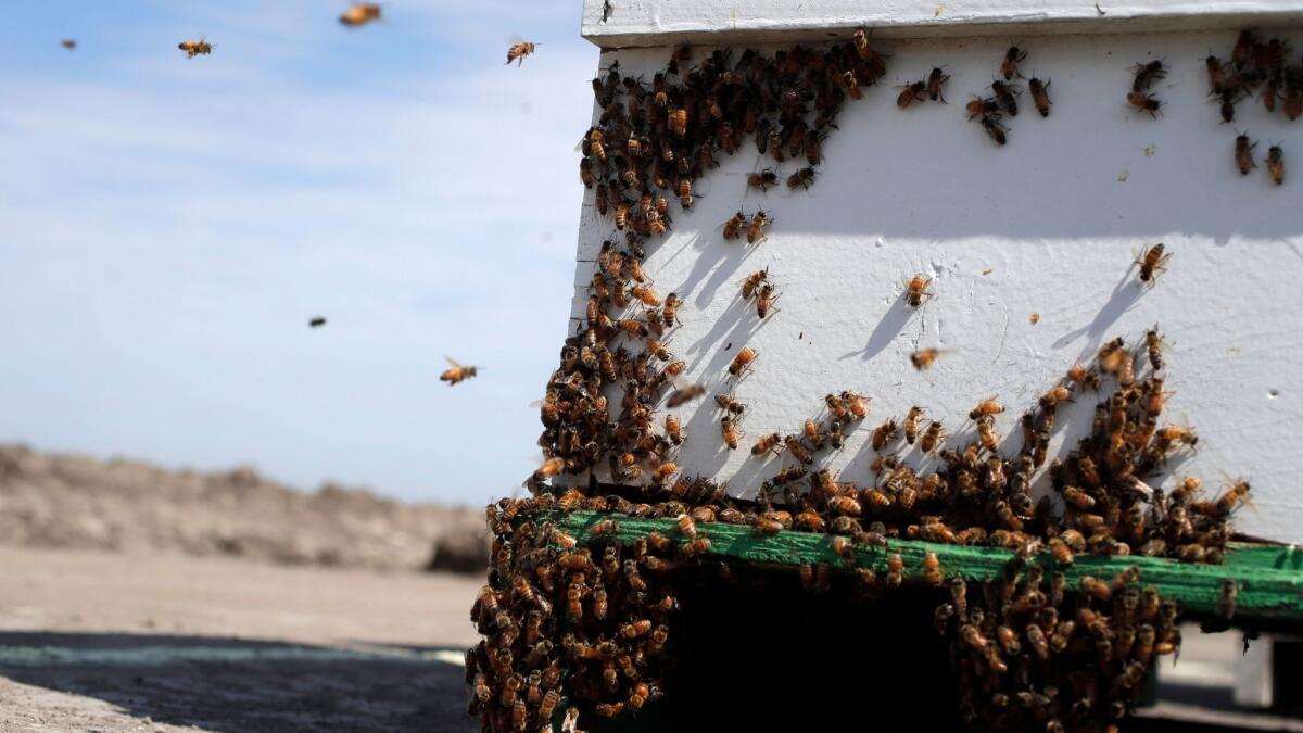 Bees hover around a hive on a field to pollinate crops in Los Banos, Calif., in 2014. A Montana beekeeper says thieves got away with 488 beehives he had taken to California to pollinate almond trees.