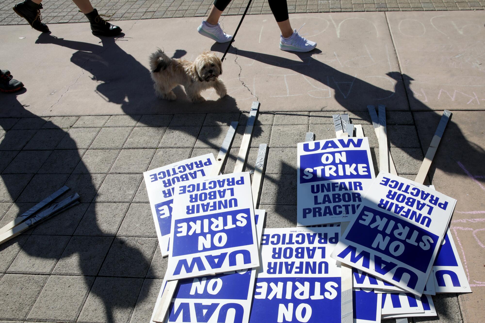 A view of the pavement where a small dog walks past a small pile of signs that read "UAW On Strike"